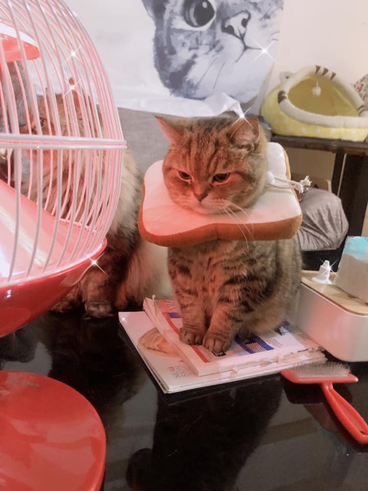 網友黃子窈小姐提供