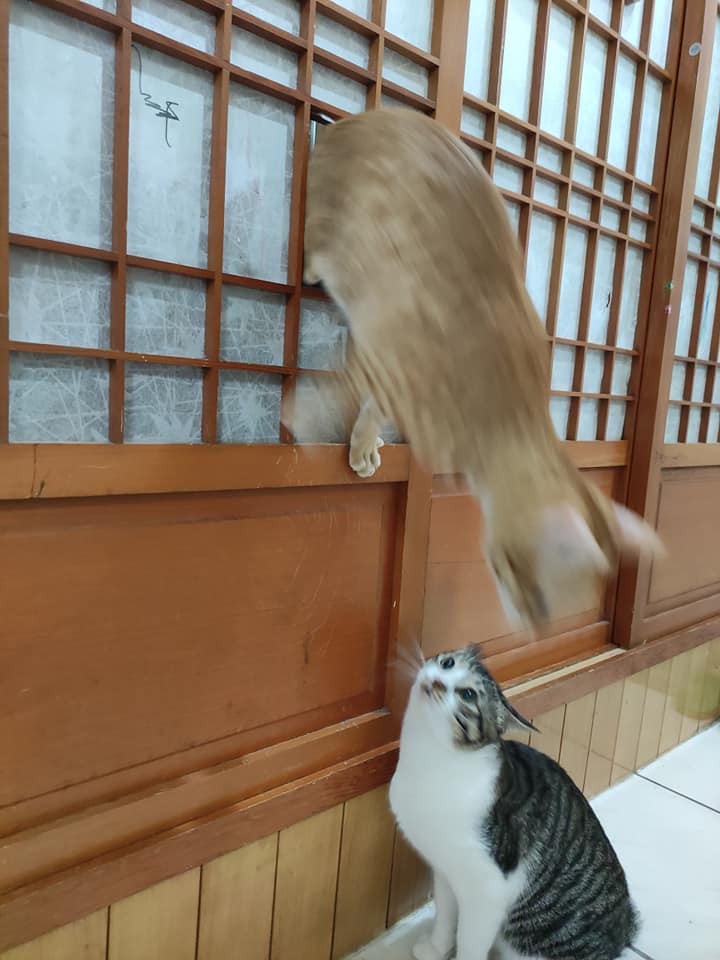 網友Abby Lai小姐提供