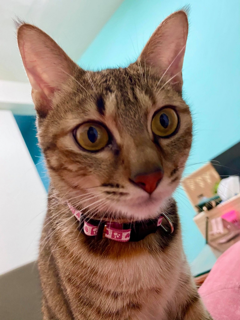 網友Yi Ting Wu提供