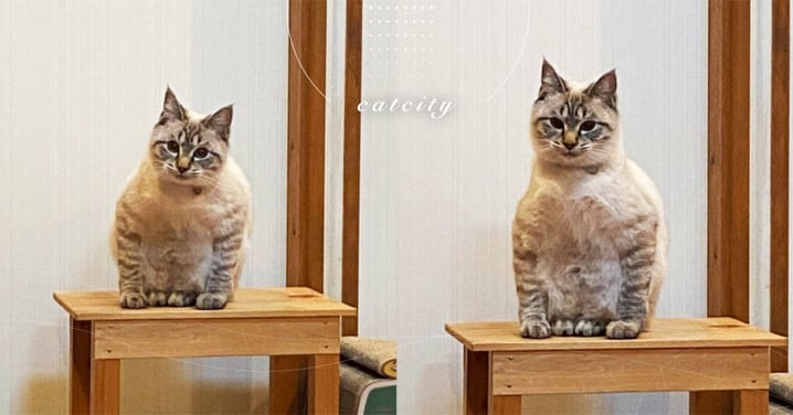 詭異坐姿嚇壞奴才！日本貓咪蹲坐「雙臂垂地」，網笑：是貓頭鷹吧