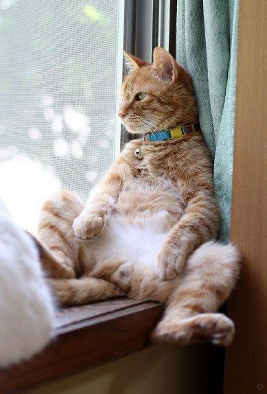 Pinterest
