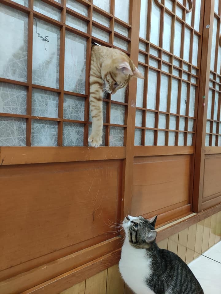 網友Abby Lai小姐提供