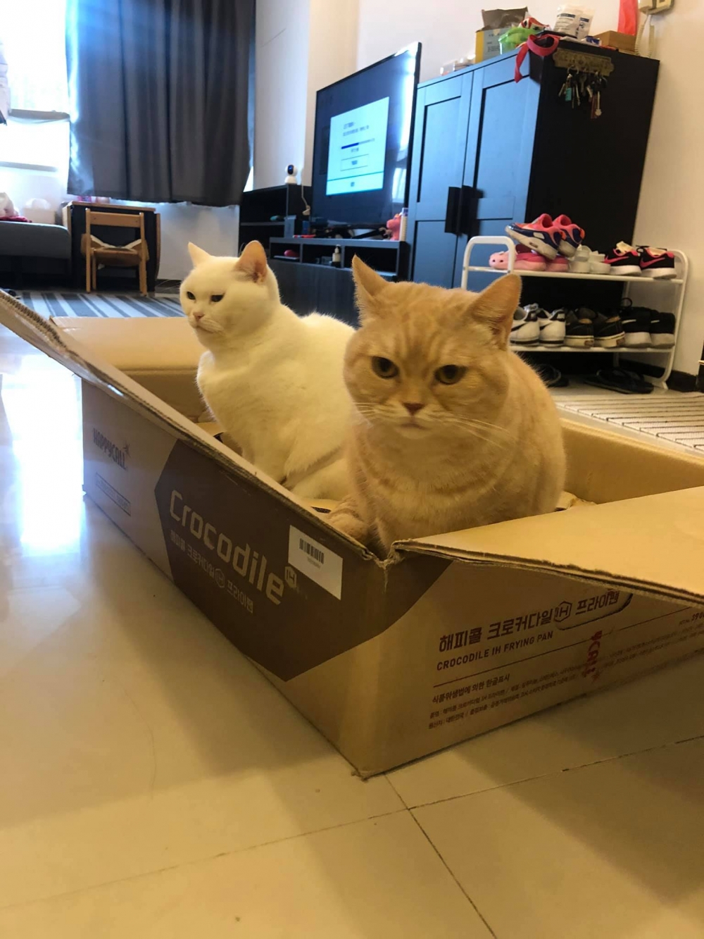 FB Happy Cat Happy Life •妮妮奶油 生活日記