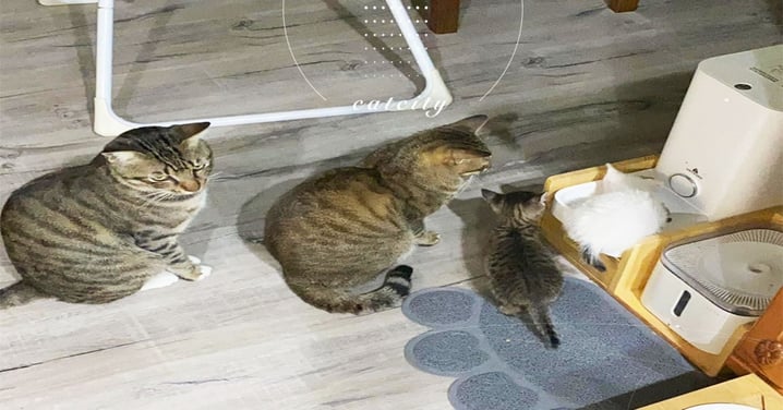 4隻貓排隊「大讓小」等飯吃，最後一隻直接眼神死　網笑：吃不到了　