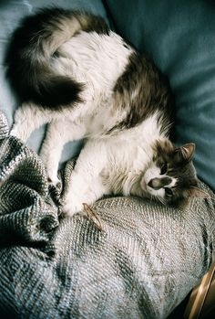 Pinterest
