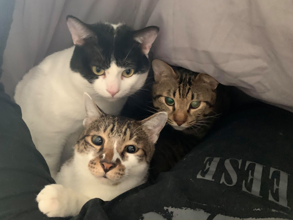 網友劉炘先生提供