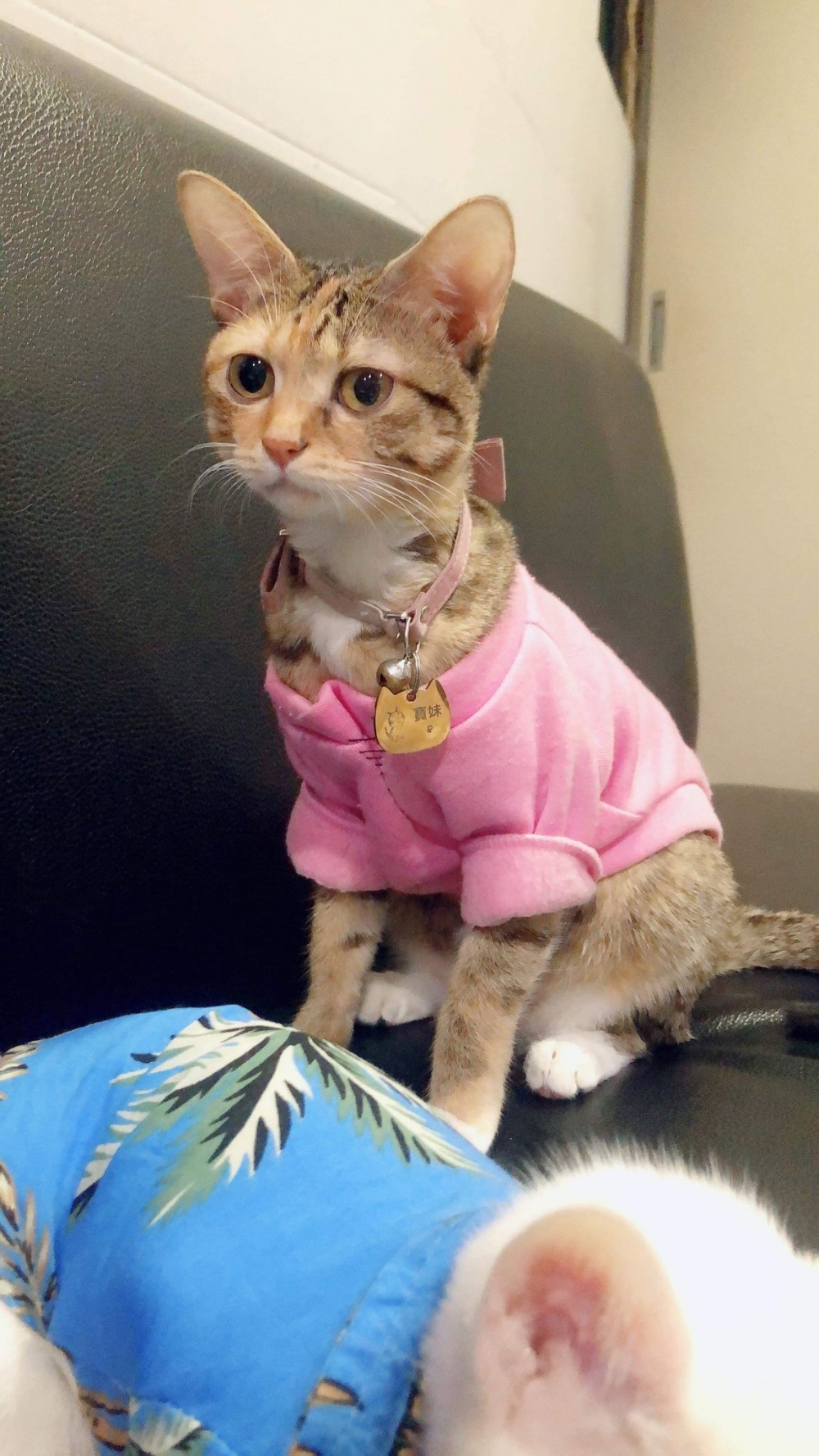 網友趙小姐提供