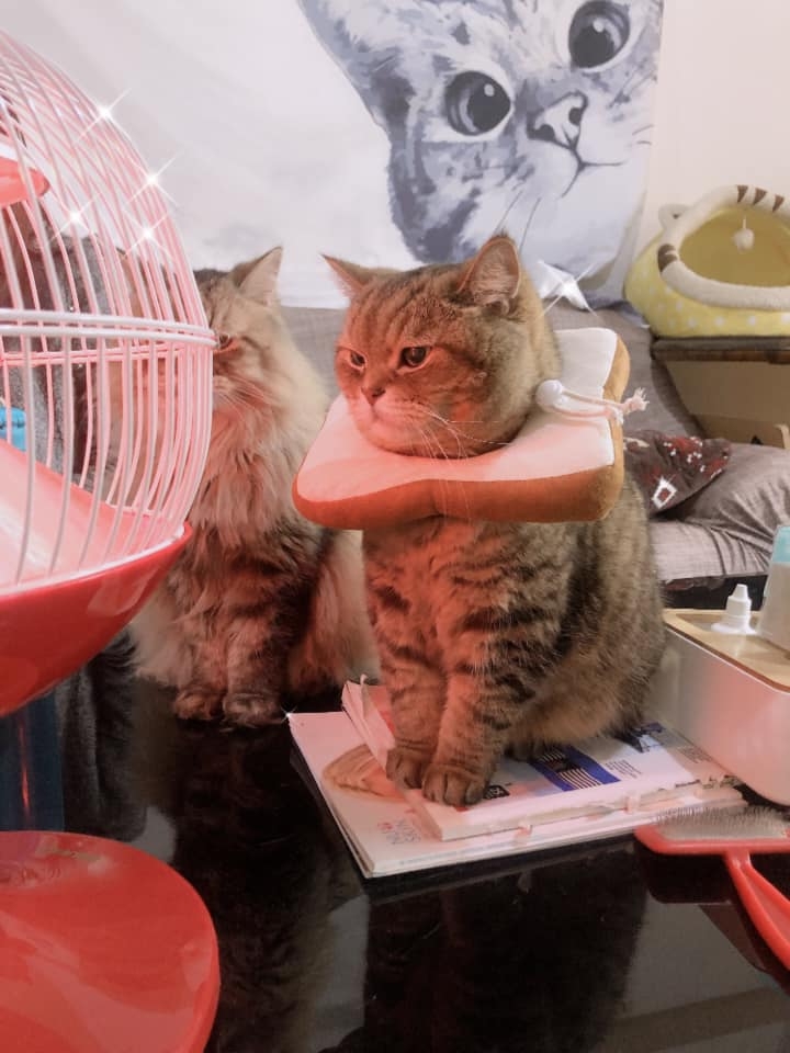 網友黃子窈小姐提供