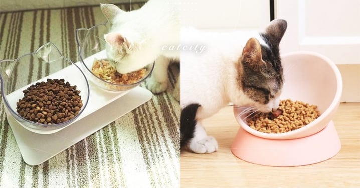 【貓吃太快】進食速度過快會怎樣？3 個容易出現的貓健康問題要注意！