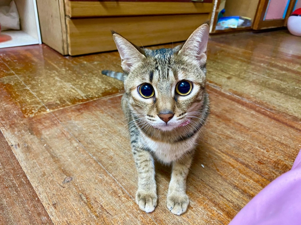 網友Yi Ting Wu提供