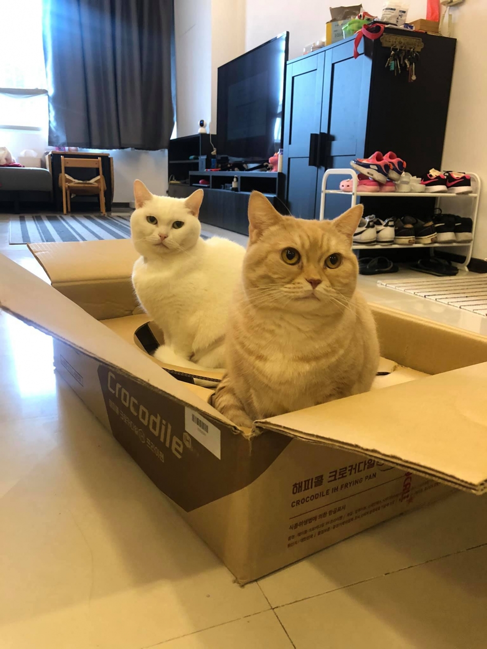 FB Happy Cat Happy Life •妮妮奶油 生活日記