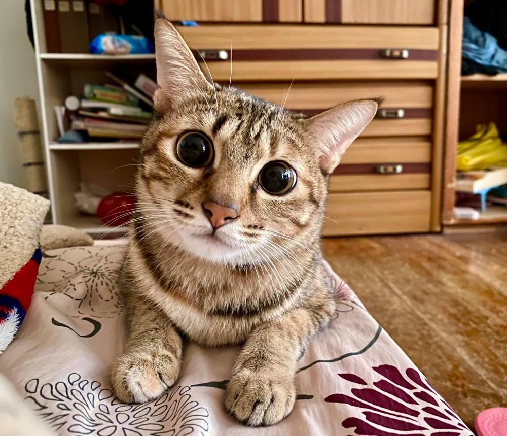 網友Yi Ting Wu提供