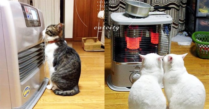 【寵物電暖器款式】鹵素、葉片、電毯怎選？網評推薦：養貓適用電暖器！