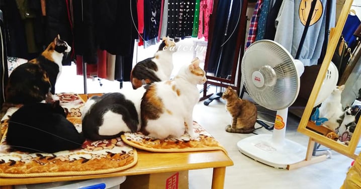 六隻店貓圍在「電暖扇」前等人開，神秘儀式讓網笑翻：「太陽教信徒」