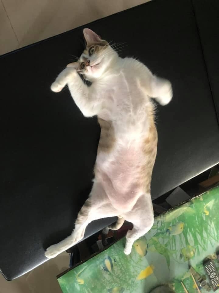 網友Szu Yu Lai提供