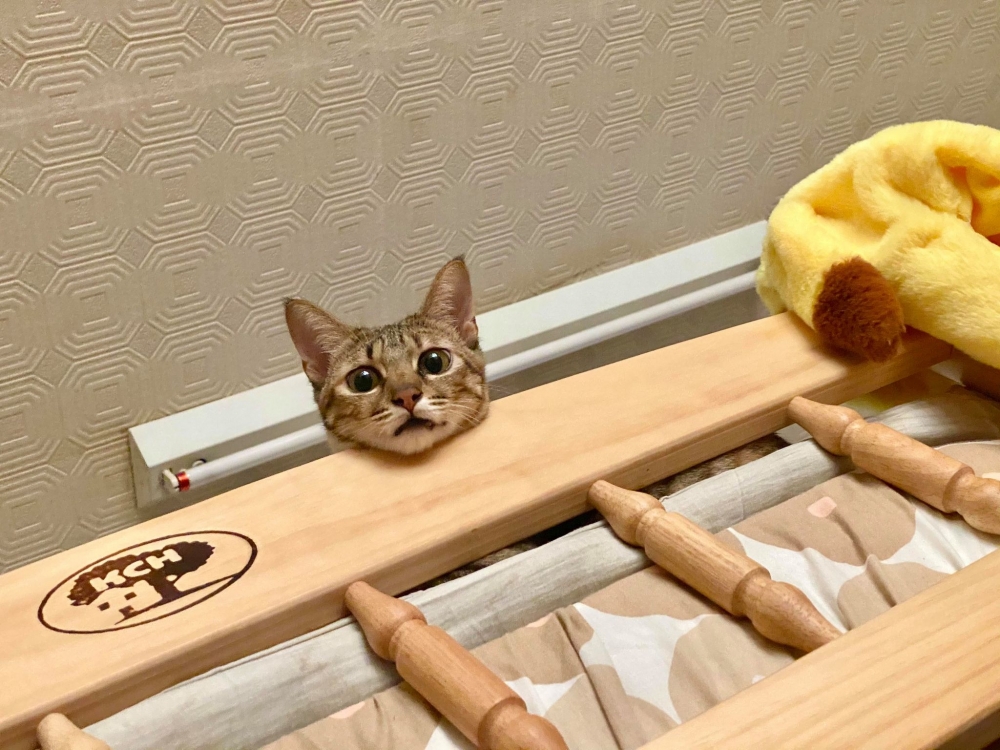 網友Yi Ting Wu提供