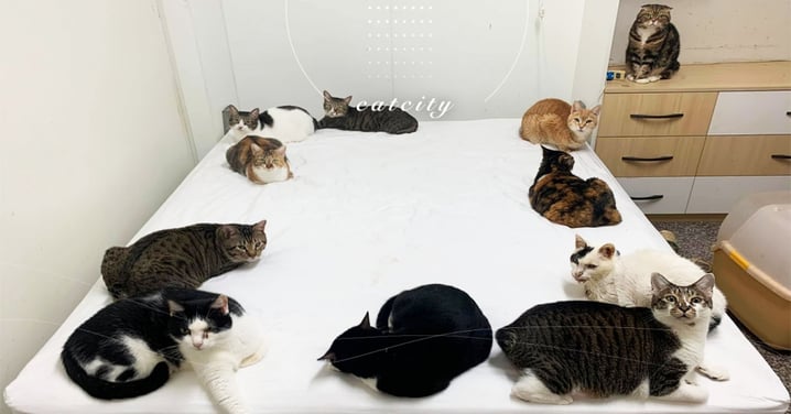 神秘儀式！11隻貓在床邊圍圈，獨留中間像「獻祭」　網笑：旁邊是祭司