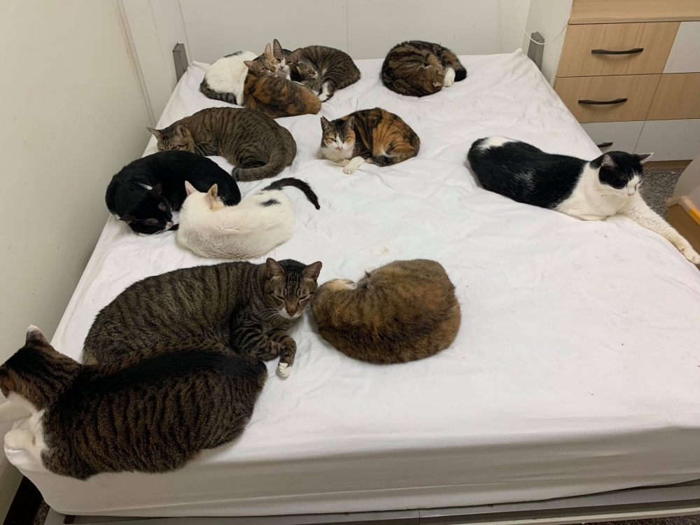 網友劉炘先生提供