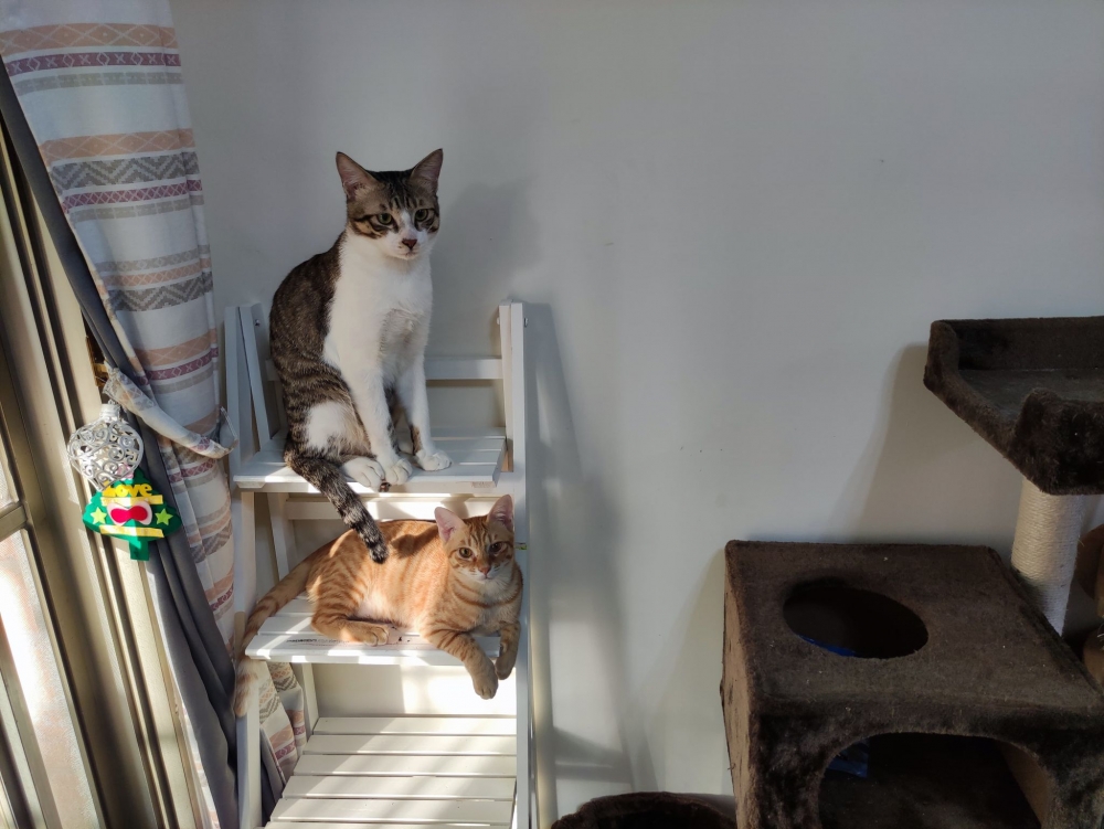 網友Abby Lai小姐提供