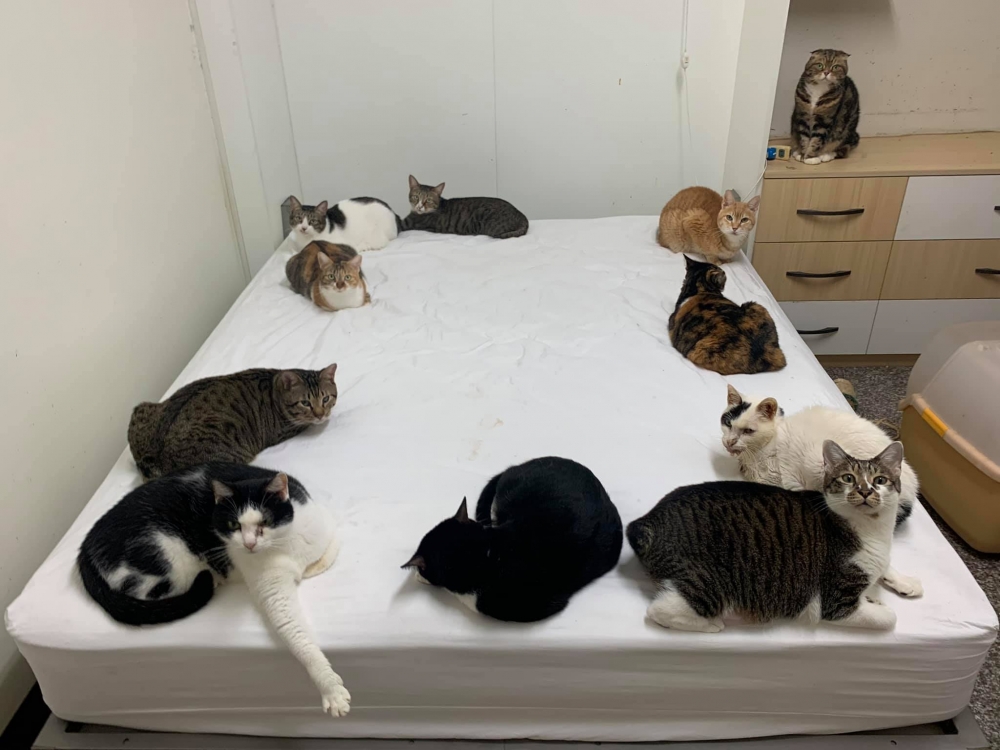 網友劉炘先生提供