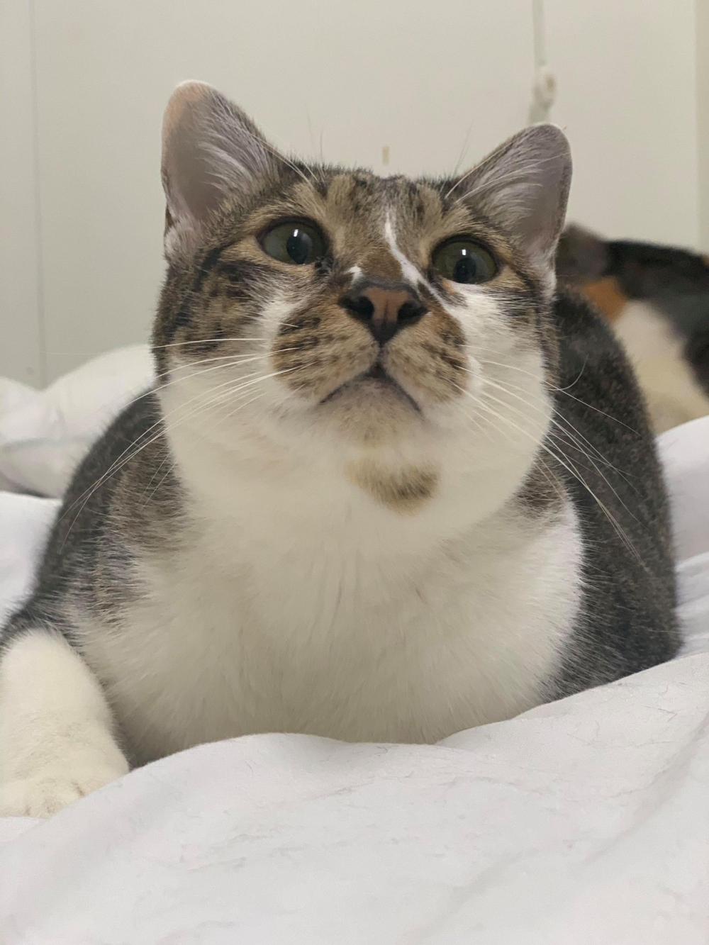 網友劉炘先生提供