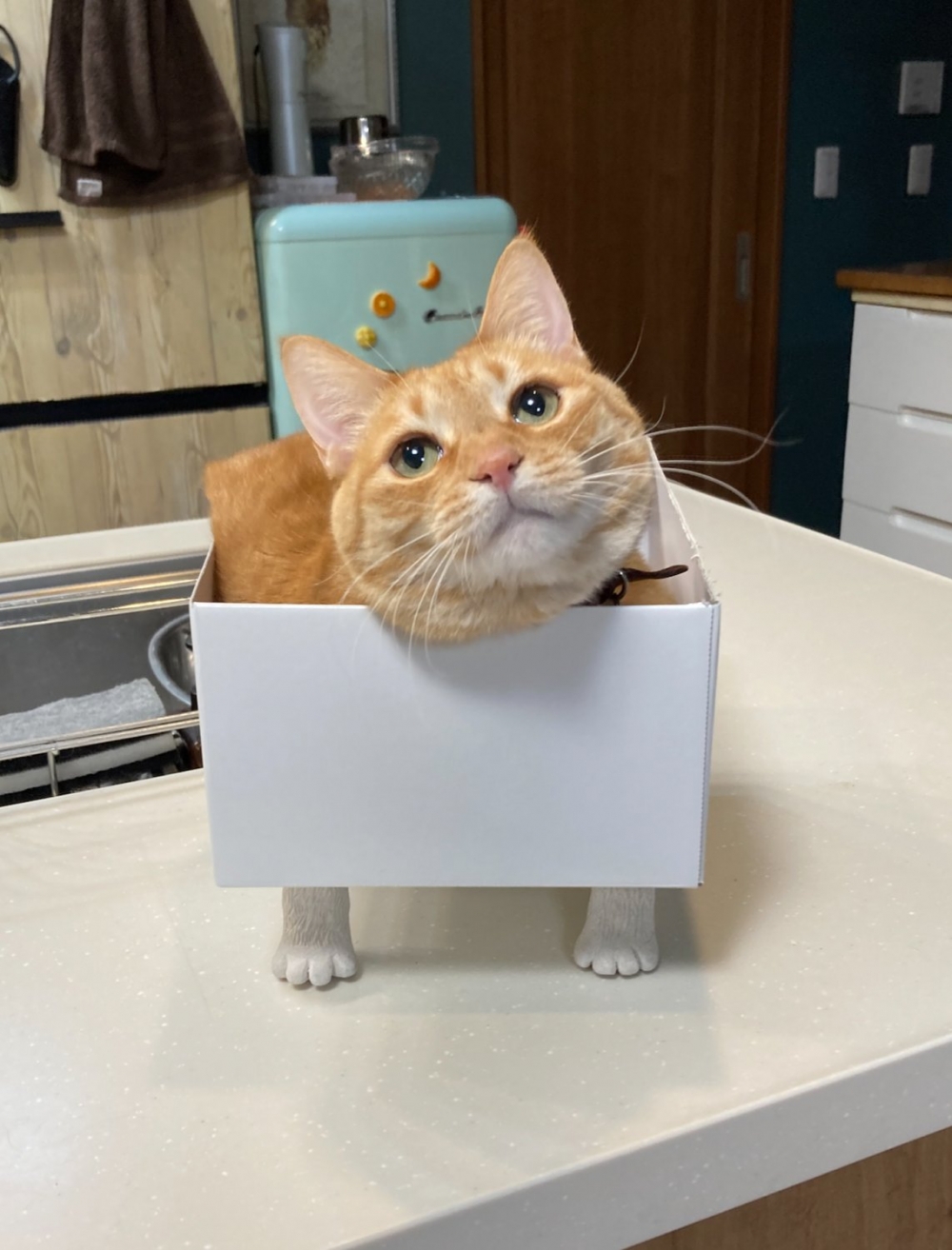 twitter @SHAKEhizi_BSK 