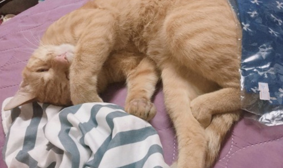 網友Niku Chen提供