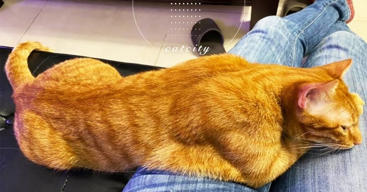 帥橘貓躺奴才大腿，展「背肌＋二頭肌」線條完美　網驚：世界健美貓