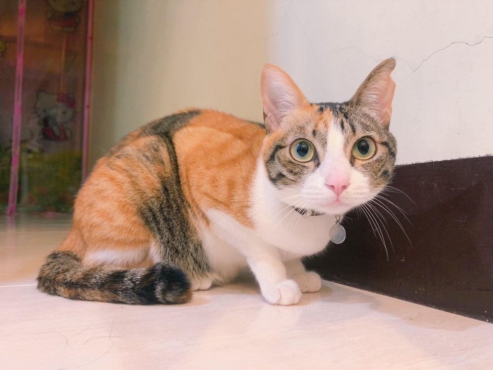 網友Jia Xuan小姐提供