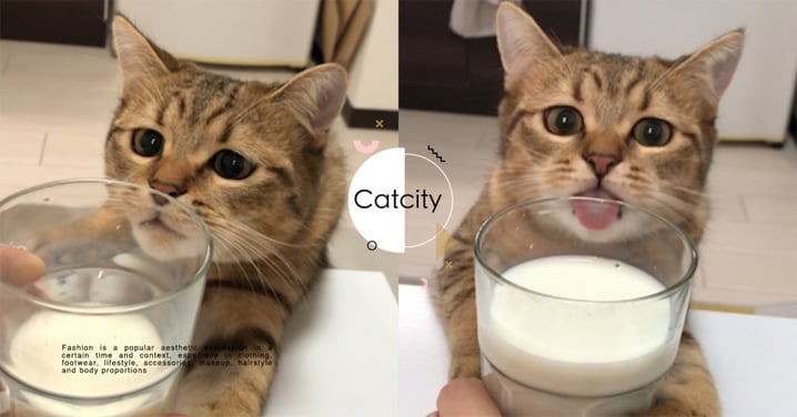 日本貪吃貓「雙手抱杯」不給喝，竟吐舌賣萌裝可愛　網友融化：分牠啦