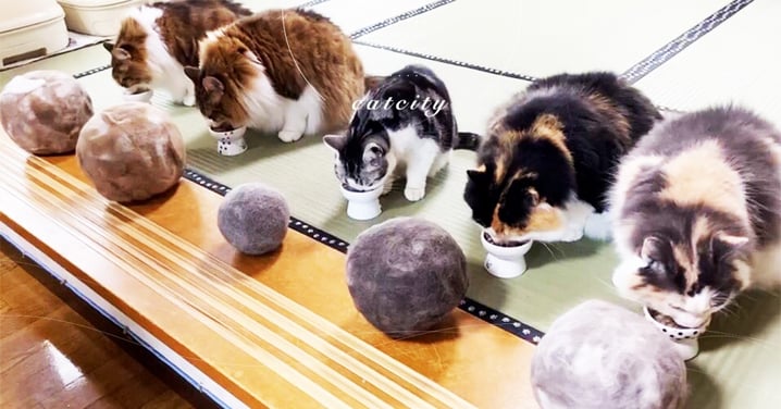 日本奴才幫忙收集廢毛，「一貓一球」排排隊　網笑翻：這是隕石吧