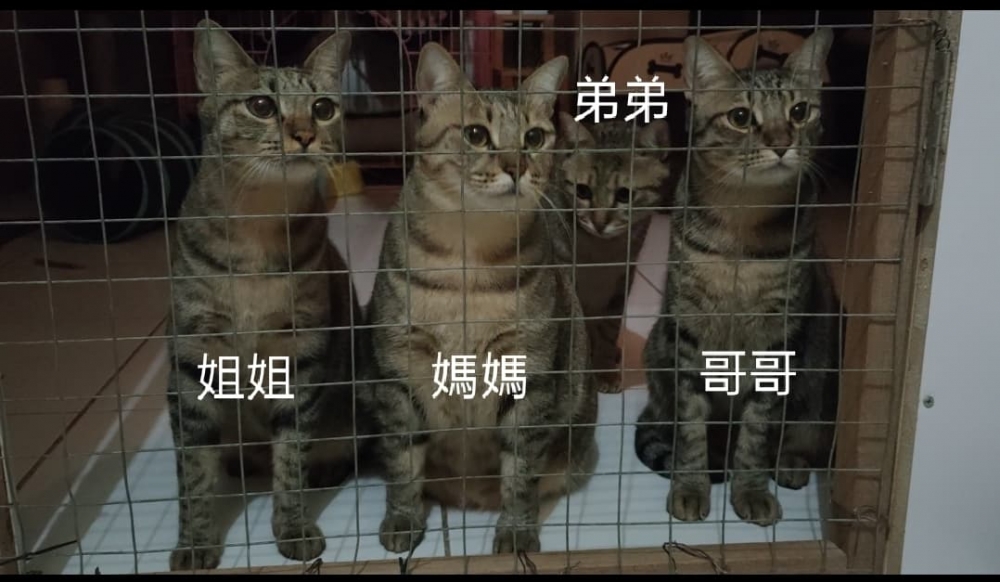 網友陳淑樺小姐提供