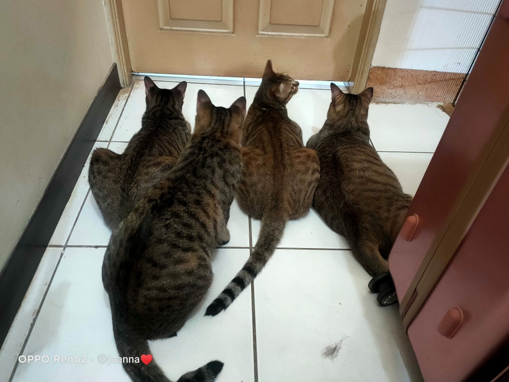 網友陳淑樺小姐提供