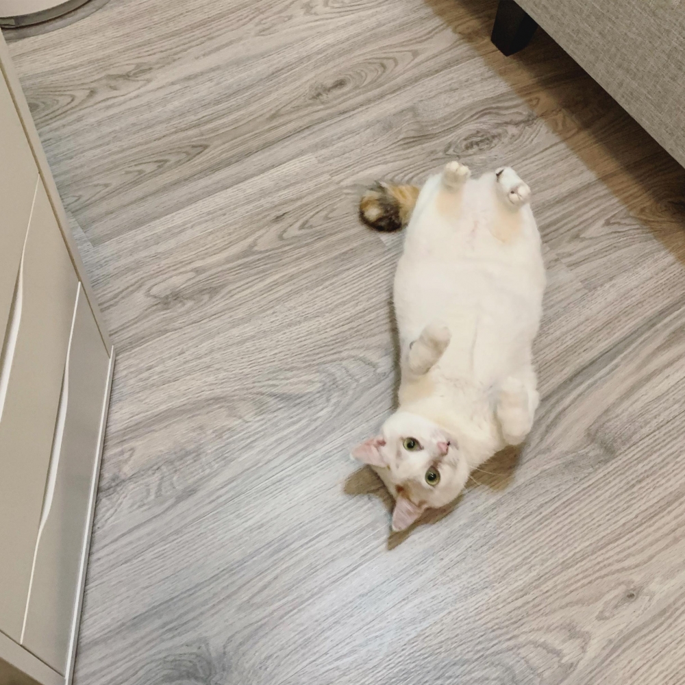 IG @tutu.meow 提供