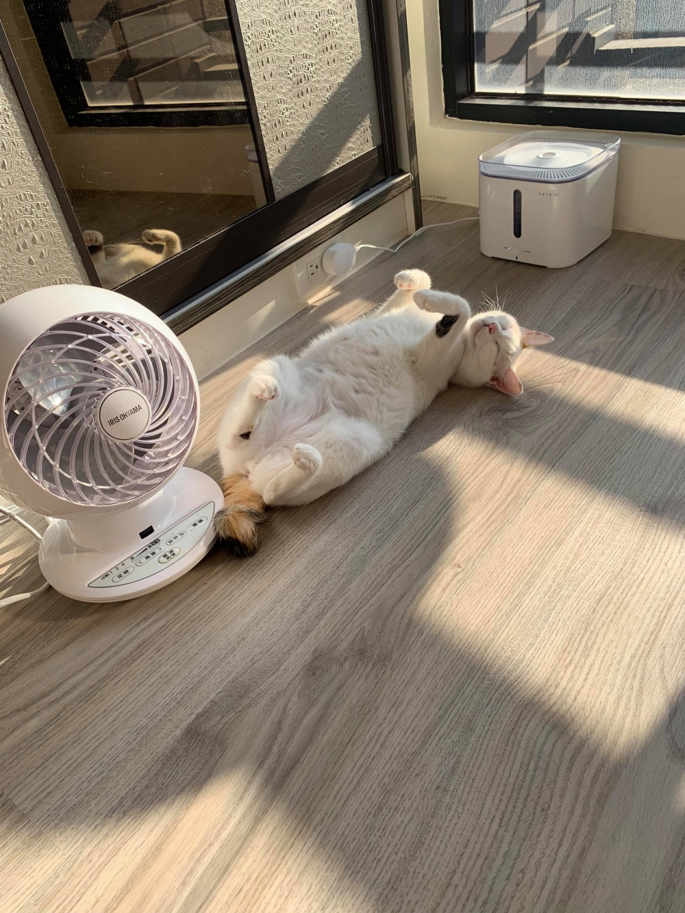 IG @tutu.meow 提供