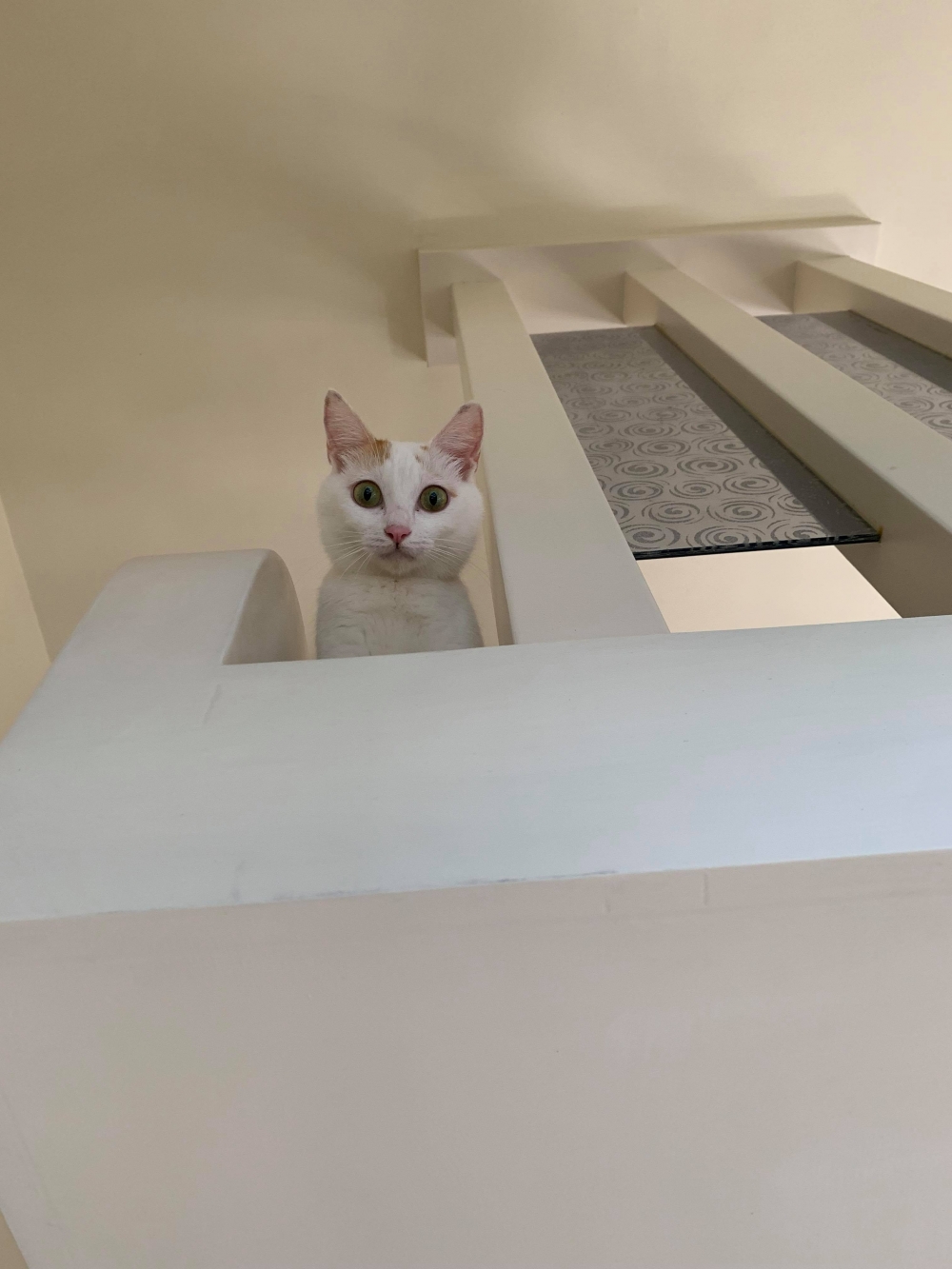 IG @tutu.meow 提供