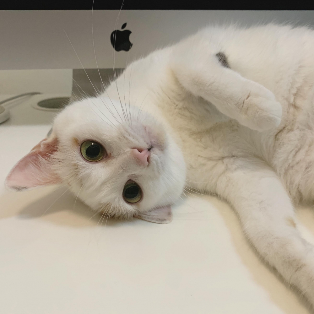 IG @tutu.meow 提供