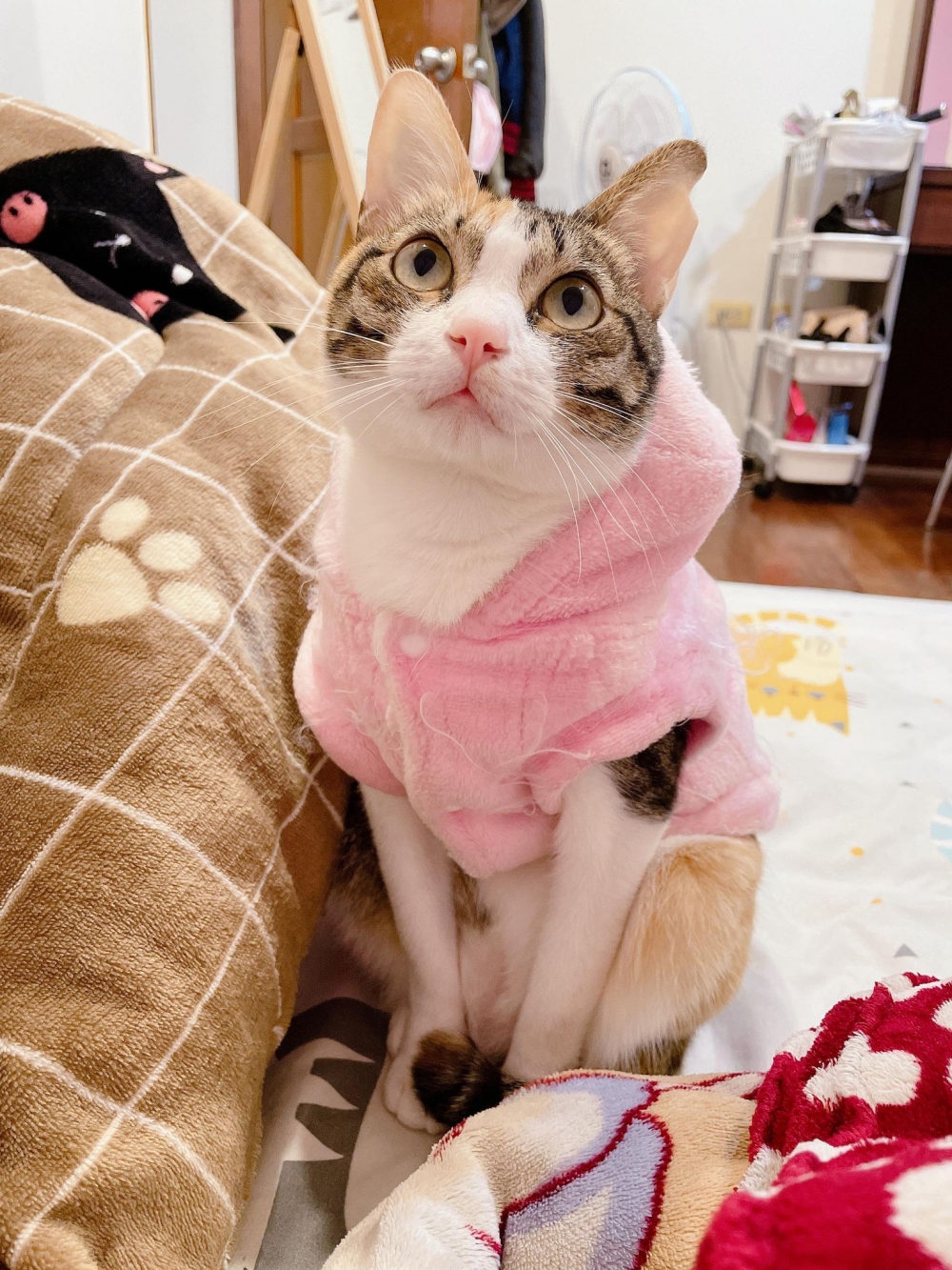 網友Jia Xuan小姐提供