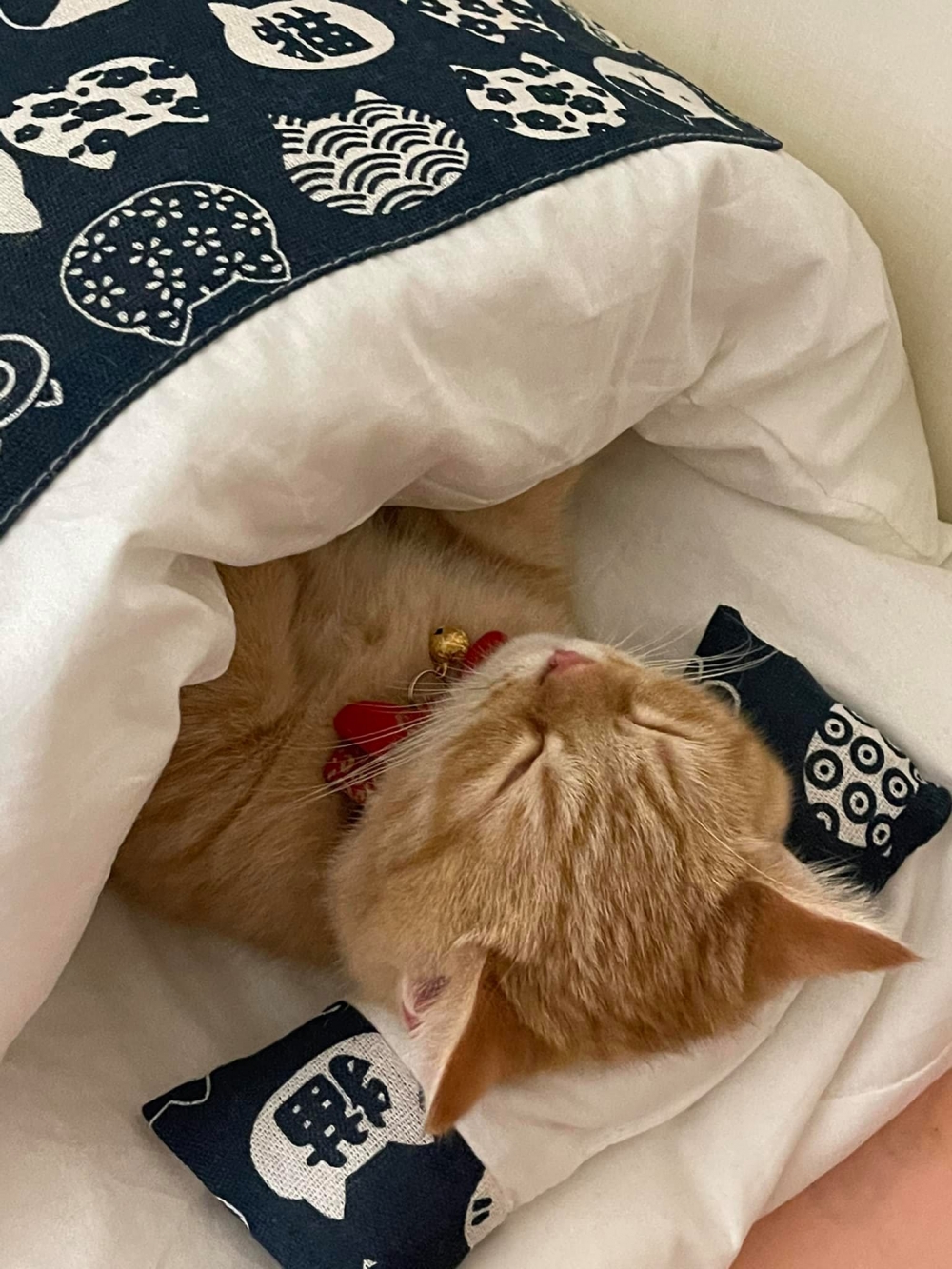 網友Clara Cheng小姐提供