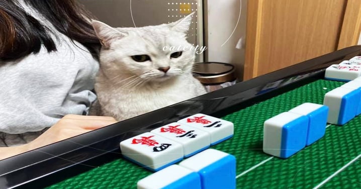 過年打麻將貓咪看牌「面露難色」，網笑：完了，罐罐錢沒了！