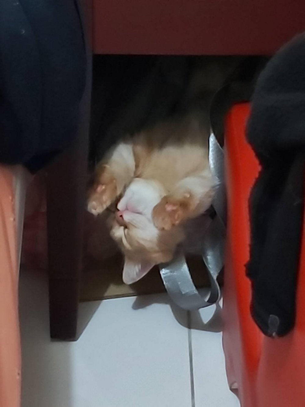 網友Clara Cheng小姐提供