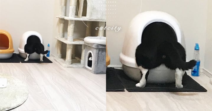 貓砂盆奇葩用法！日本貓上廁所竟「屁屁朝外」，飼主大崩潰：都上在外面了