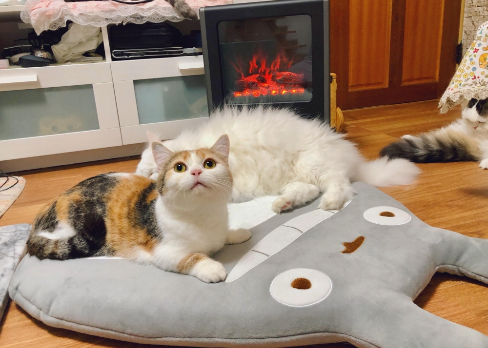 Cats & Toys - 喜歡一切讓人感到療癒的事物（ฅ'ω'ฅ）