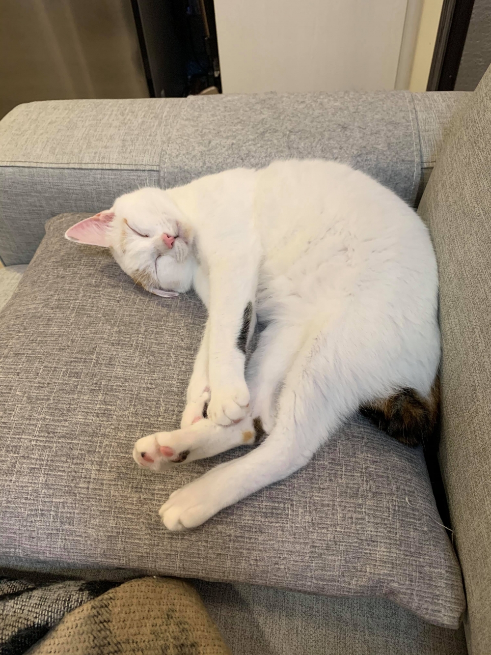 IG @tutu.meow 提供