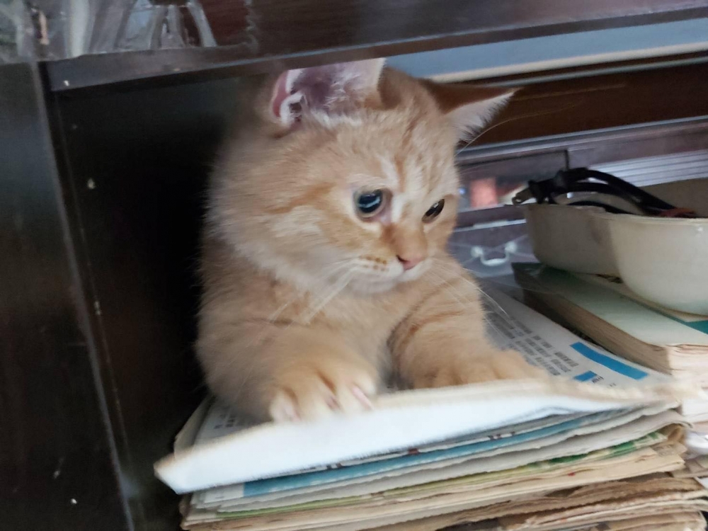 網友Clara Cheng小姐提供