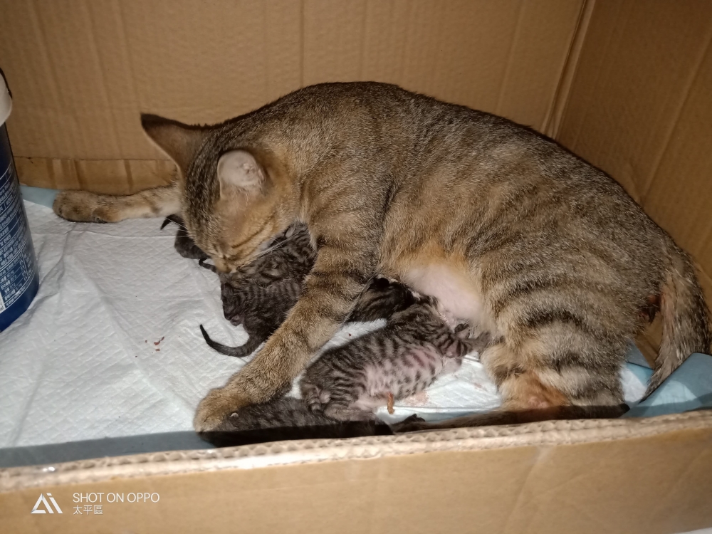 網友陳淑樺小姐提供