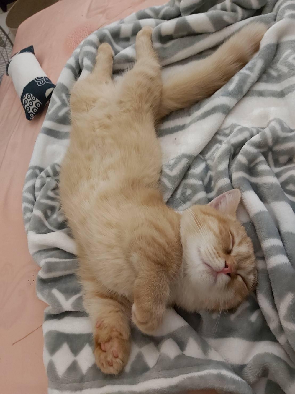 網友Clara Cheng小姐提供