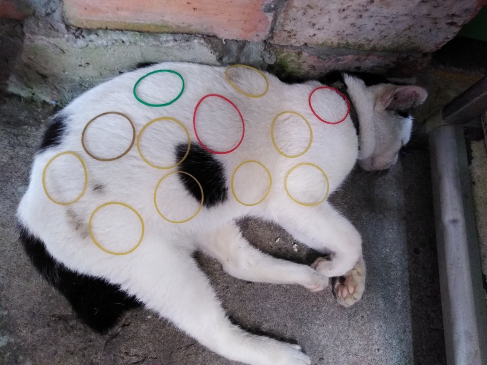 網友吳重輝先生提供