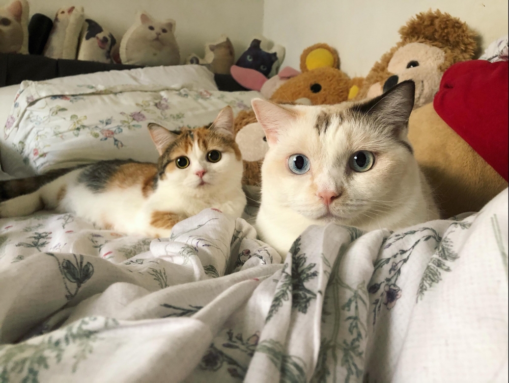 Cats & Toys - 喜歡一切讓人感到療癒的事物（ฅ'ω'ฅ）