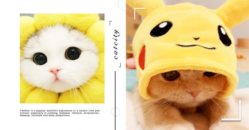 貓奴來慶祝 一年一度 222貓之日 來啦 大家一起分享家貓的萌照吧 Catcity 貓奴日常